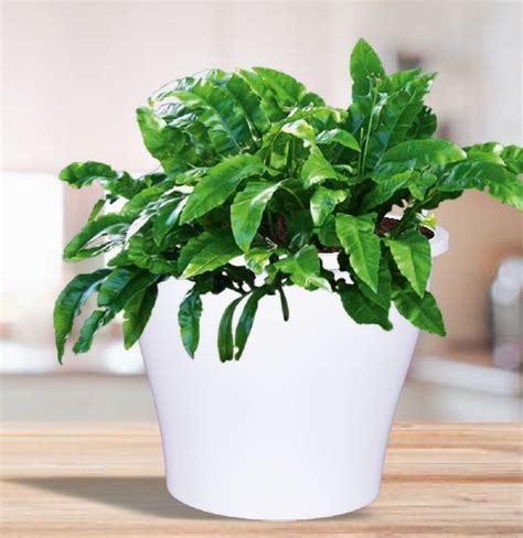 Round Polished Wheel Valencia Plastic Planter For Outdoor Use Indoor