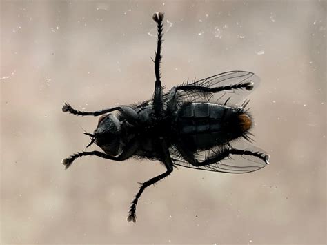 La mosca – Zibaldone