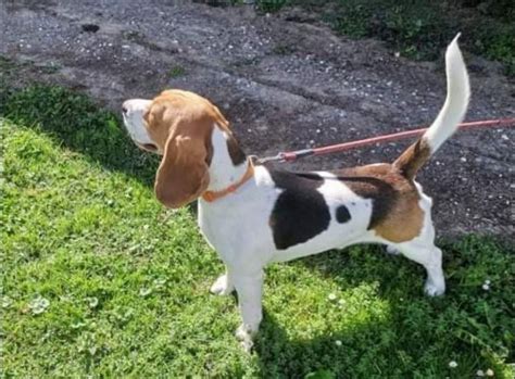 Bigl Beagle FCI mužjak traži curu za parenje beagle štenci