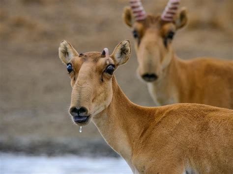 Saiga Female With Horns The Saiga Resource Centre