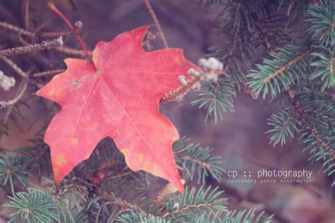 sassafras: colorful fall :: nature photography :: family photography