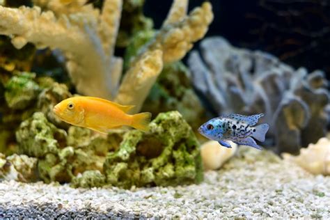 Are Angelfish Cichlids? (And Can They Live Together?) - Avid Aquarist