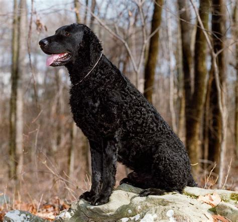 Retriever De Pelo Rizado Razas Perros