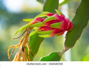 179 Fire dragon fruit Images, Stock Photos & Vectors | Shutterstock