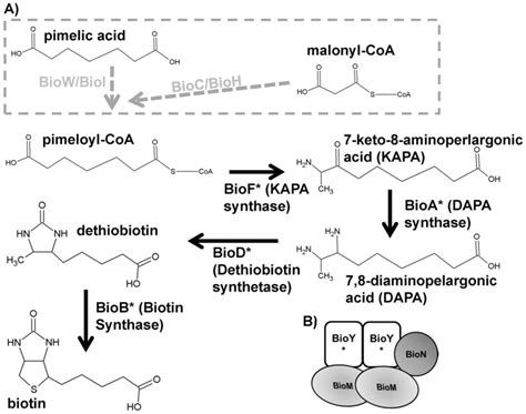 The characterized biotin synthesis pathways (A) and the ECF biotin ...