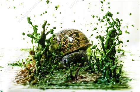 Paint Splashes And Snail Stock Image C0580438 Science Photo Library