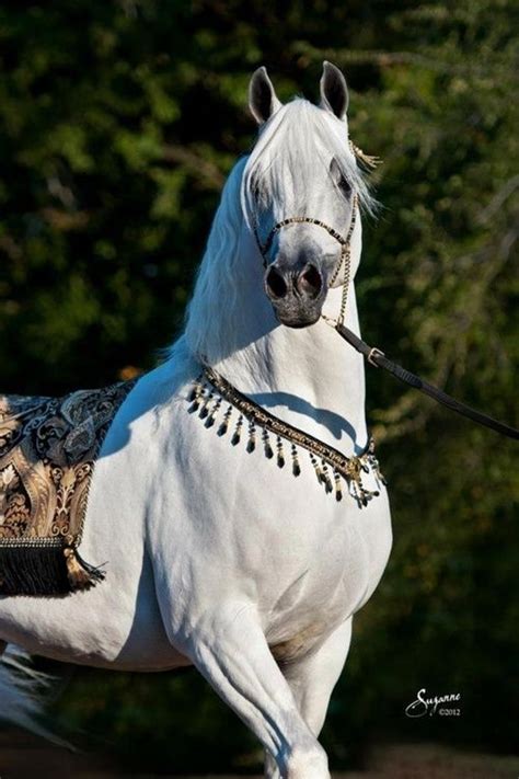 1000 Images About Arabian Horses On Pinterest White Horses Egyptian