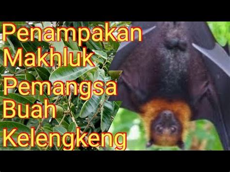 Penampakan Makhluk Pemangsa Buah Kelengkeng Rumahan Dan Cara Mengatasi