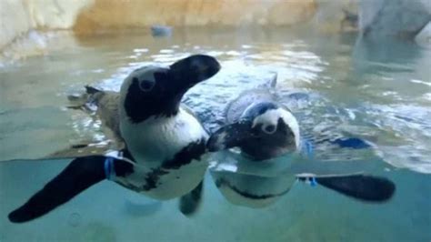 African Penguins Bond With San Diego Zoo Staff African Penguin San