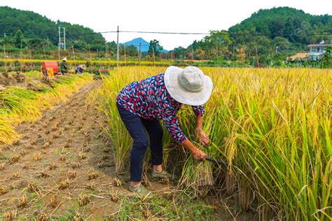 Rural Village Girls Harvesting Rice Scenery In Autumn Rural Village Girl Autumn Png