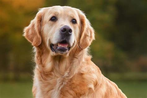 Ra As De Cachorros Mais Bonitas Do Mundo