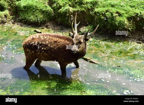 Philippine Spotted Deer Stock Photo - Alamy