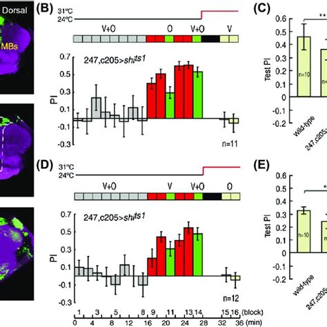 A The Green Fluorescent Protein Gfp Reconstitution Across Synaptic