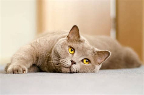 Le guide pour décrypter le langage de votre chat