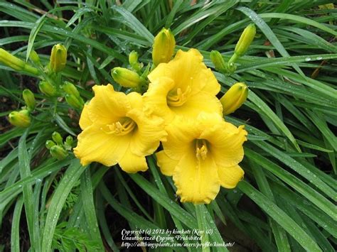 Daylily Hemerocallis Mini Stella In The Daylilies Database