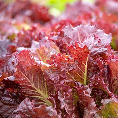 Red Velvet Leaf Lettuce Vegetable Seeds From Gurney S