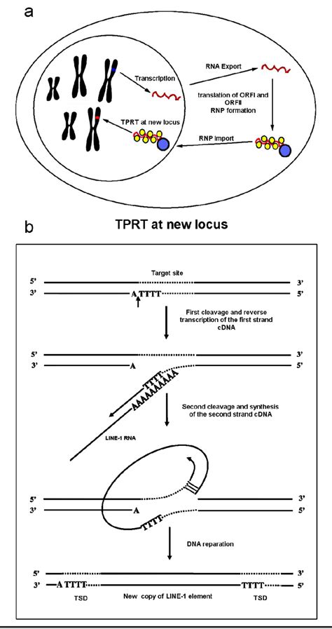 Line Retrotransposition Mechanism A Life Cycle Of Line