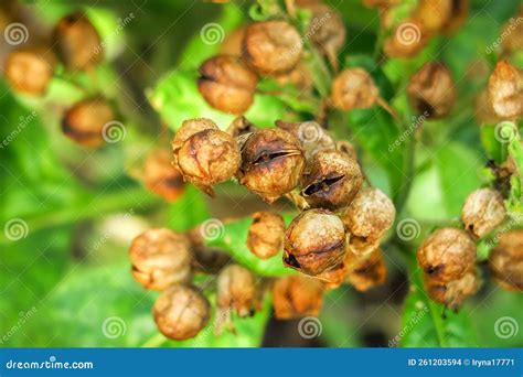 Ripe Tobacco Seeds Grow on a Tobacco Bush in a Tobacco Farm Stock Photo ...