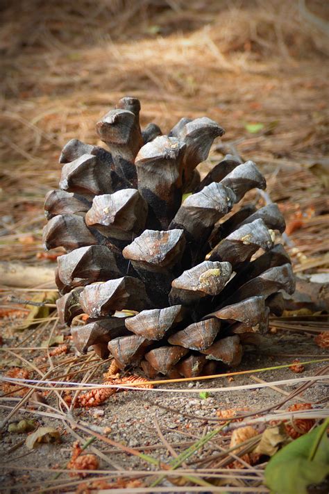 Free Images Tree Nature Forest Rock Wood Leaf Trunk Wildlife