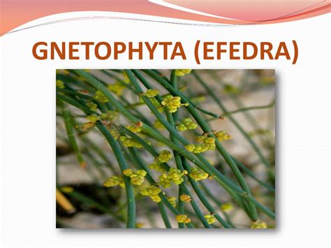 Ppt Gnetophyta Efedra Powerpoint Presentation Free Download Id