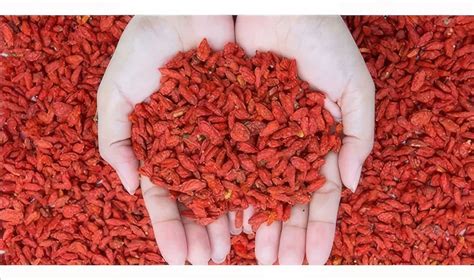 Goji Berry Poşet Çay 45 Adet Kurt Üzümü Çayı form Çayı Hediyelik Esya