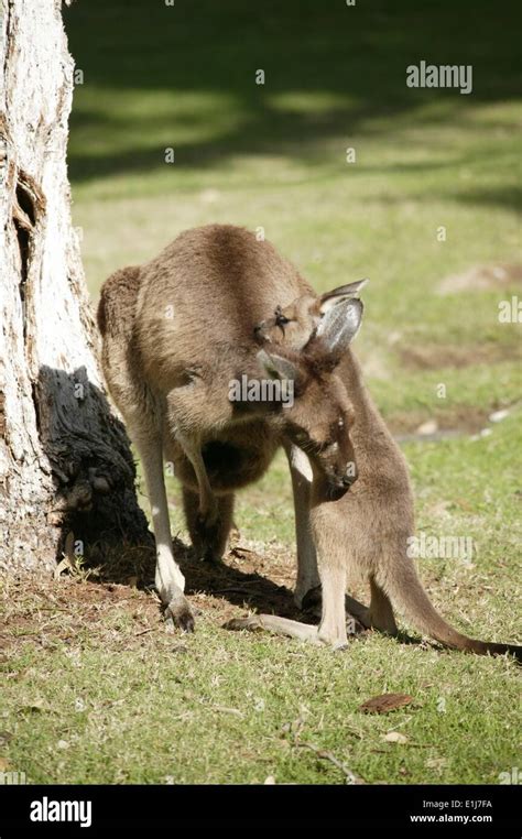 Combat De Kangourou Banque D Image Et Photos Alamy