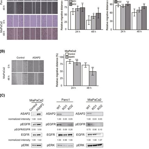 Asap Promotes Cell Migration And Positively Regulates The Egfr Erk