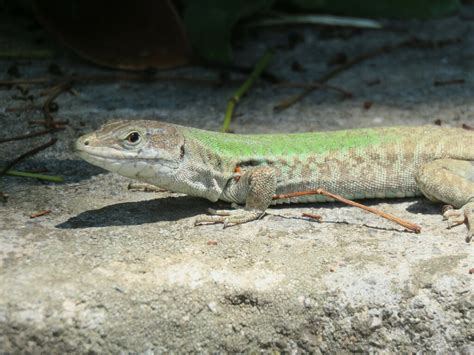 Italian Wall Lizard From 80067 Sorrento Metropolitan City Of Naples