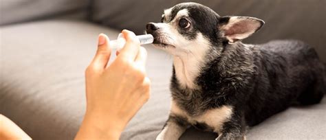 Cómo Puedo Saber Si Mi Perro Tiene Cáncer De Riñón Es Una