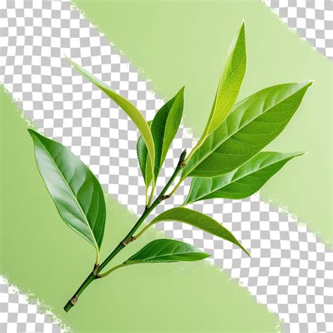 Premium PSD Green Tea Leaf On A Transparent Background