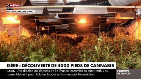 La Police A Mis La Main Cette Semaine Sur Pieds De Cannabis Soit