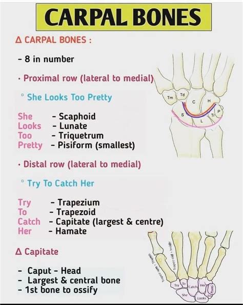 Carpal Bones Medizzy