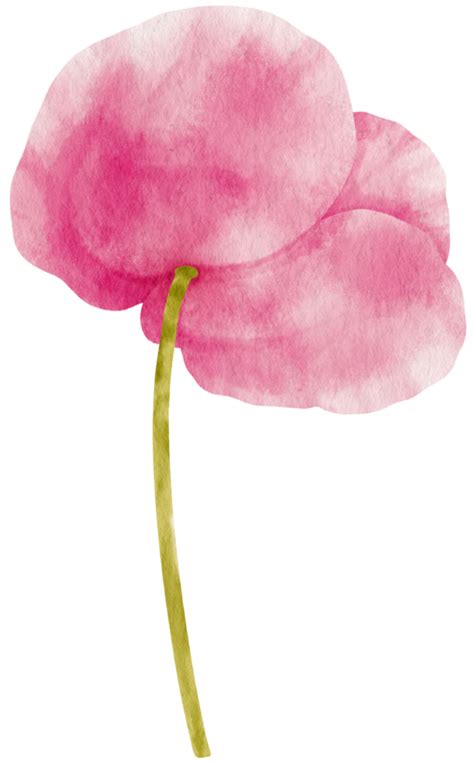 Pink Poppy Flowers Watercolor Illustration Png