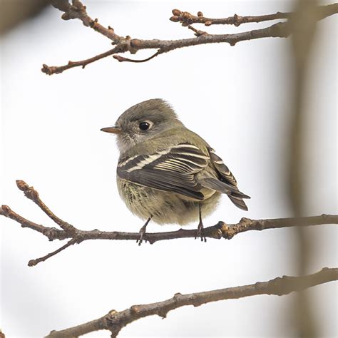 Hammond S Flycatcher From Rockland County NY USA On November 25 2023