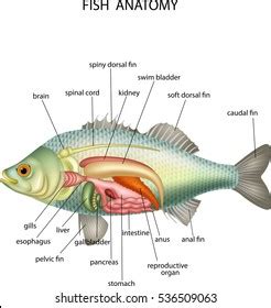 Yellow Perch Anatomy