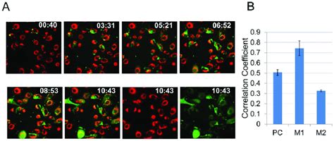 Live Cell Imaging Of Rg RSV Infected Cells A A549 Cells Were Seeded