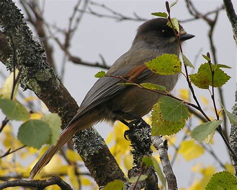 Maalie's Bird of the Day: 153. Siberian Jay