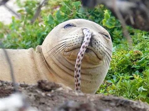 Silly Seal Friend Rseals