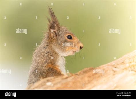 Profil Und Eichh Rnchen Stehen Hinter Einem Baumstamm Hautnah