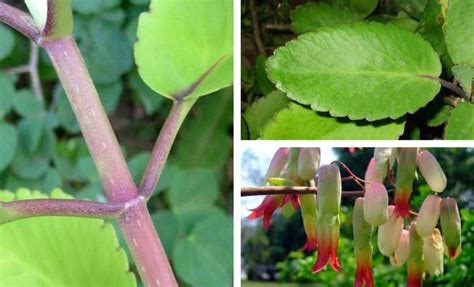 Bryophyllum Pinnatum Medicinal Uses And Health Benefits Miracle Leaf