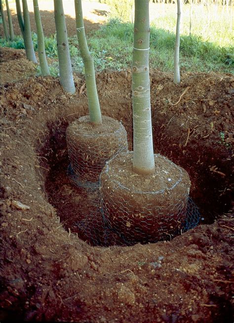 Trasplante De Arboles Y Arbustos Ya Desarrollados Jardines Sin Fronteras