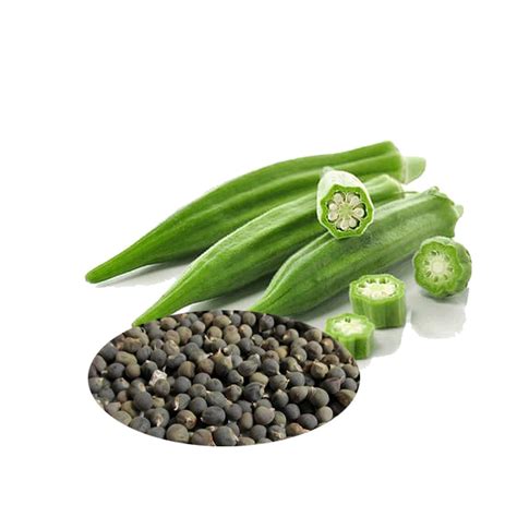 Jual Biji Sayur Okra Hijau Bibit Tanaman Pohon Sayur Okra Hijau