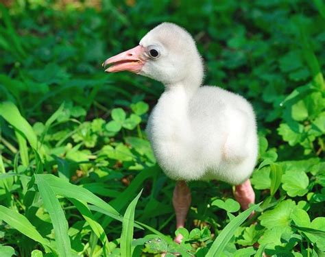 national zoos adorable  baby flamingo  huffpost