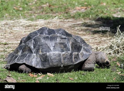 Houston Zoo Animals In Captivity Houston Texas Usa Stock Photo Alamy