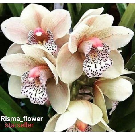 Jual Promo Anggrek Dendrobium White Susu Sudah Spike Siap Berbunga