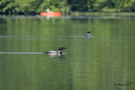 Summer Morning On Eastman Lake Common Loons Grantham Nh Flickr