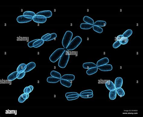 X Chromosomen Fotos Und Bildmaterial In Hoher Aufl Sung Alamy