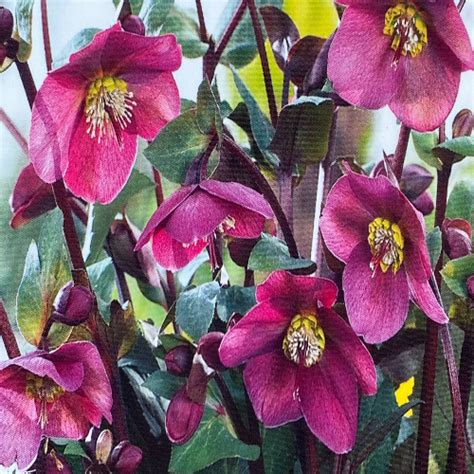 Helleborus