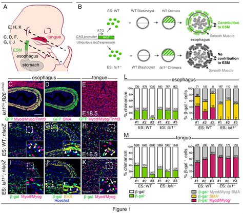 Cell Autonomous Role Of Isl In Esophagus Myogenic Progenitors A