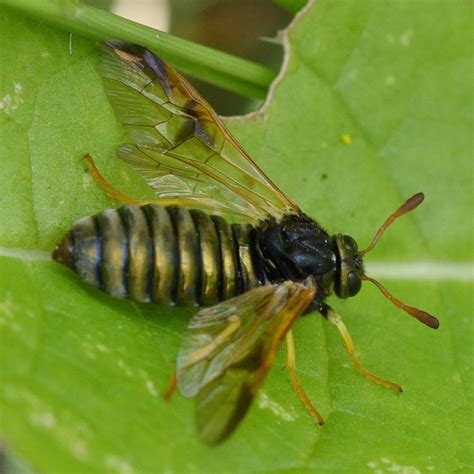 Photo Orange Horned Scabious Sawfly Abia Sericea Observation Org